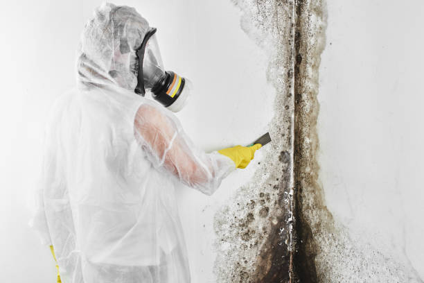 Best Health and Safety Mold Remediation in Commerce, OK