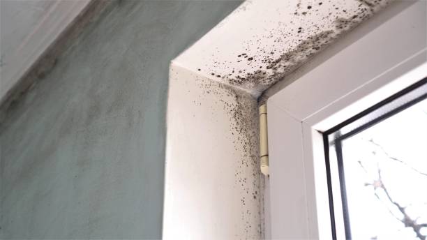 Best White Mold Remediation in Commerce, OK