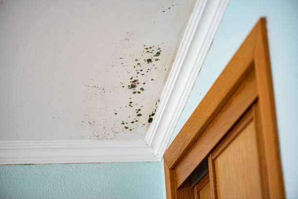 Best Residential Mold Remediation in Commerce, OK
