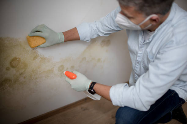 Professional Mold Remediation in Commerce, OK